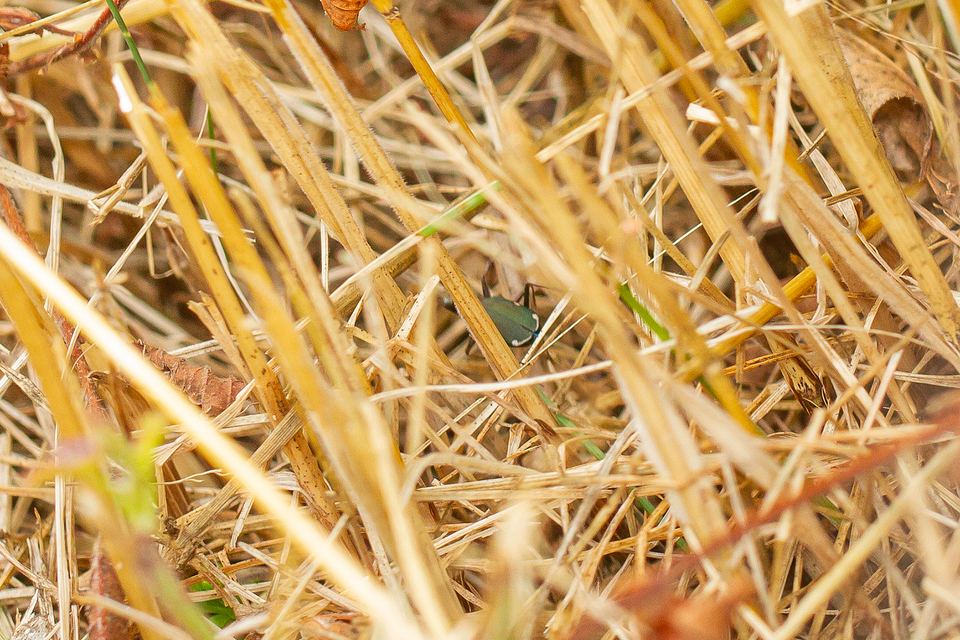 Cylindera germanica - parlagi homokfutrinka