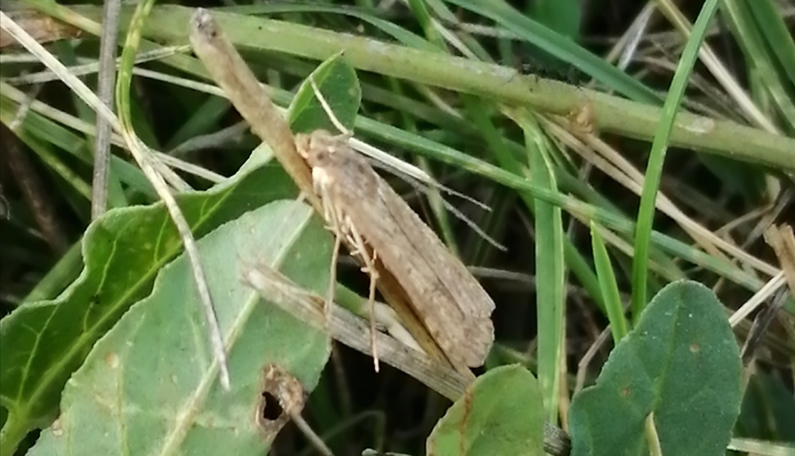 Nomophila noctuella - közönséges vándormoly