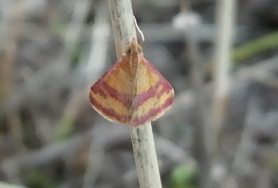 Pyrausta sanguinalis/virginalis