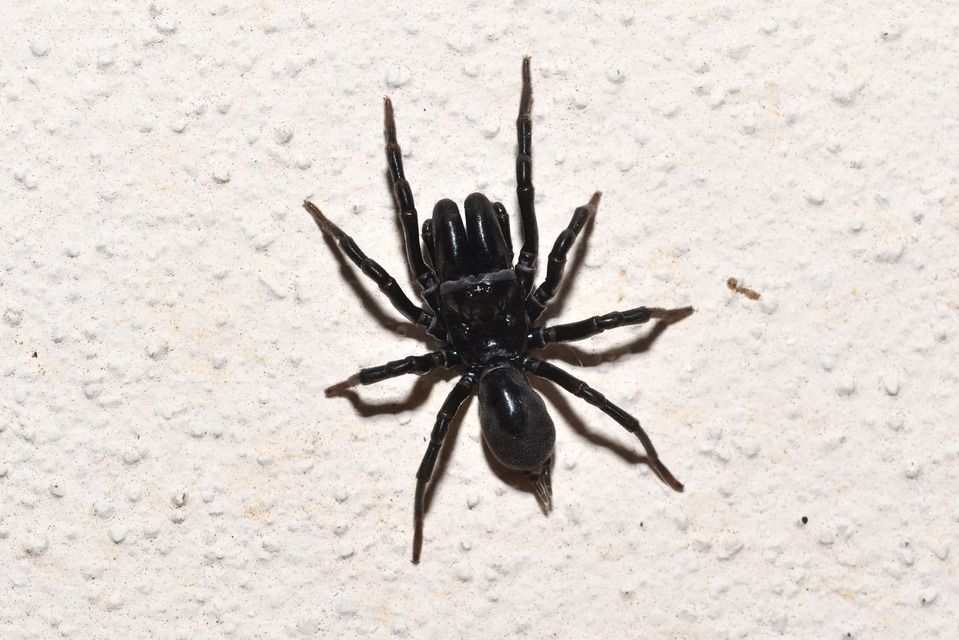 Atypus