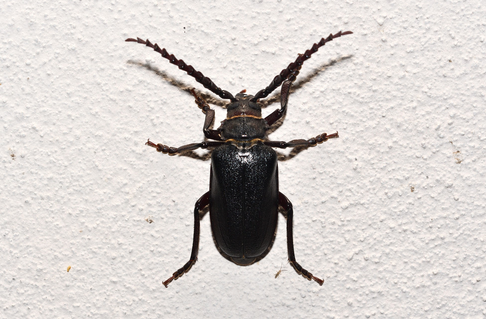 Prionus coriarius - csőszcincér