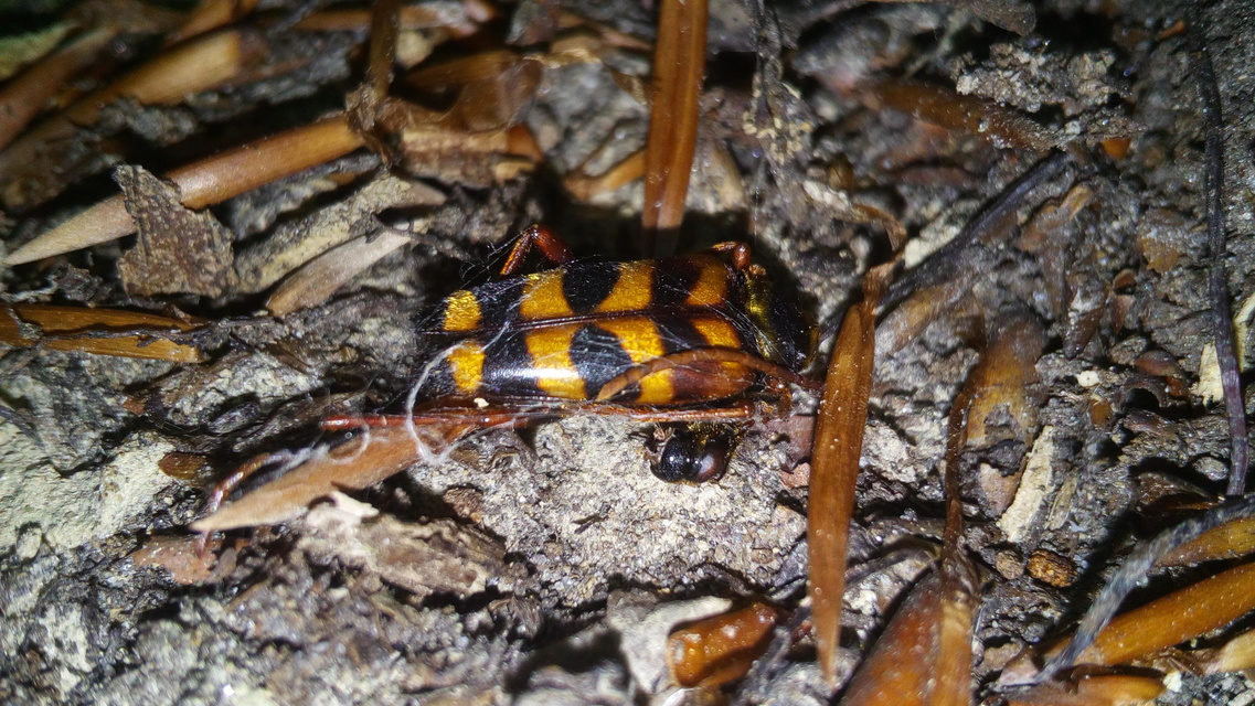 Leptura aurulenta - sárgaszőrű szalagoscincér