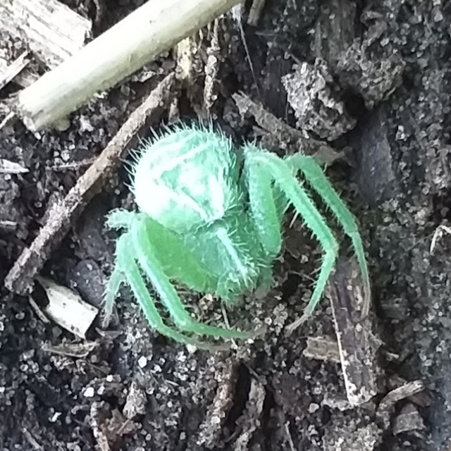 Heriaeus graminicola/hirtus