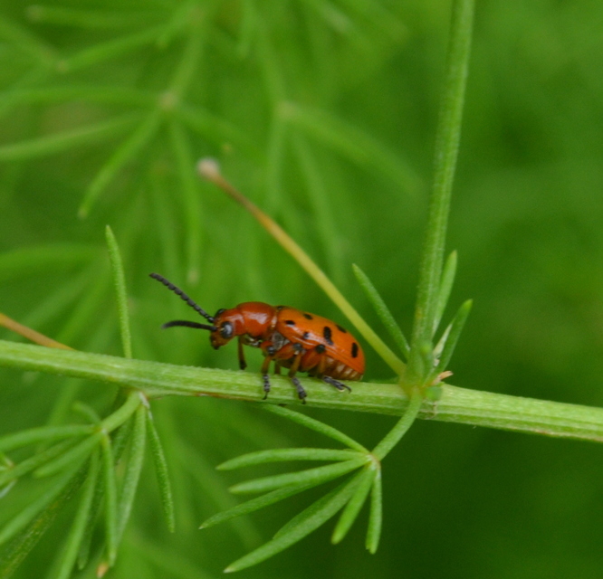 Crioceris duodecimpunctata - tizenkétpontos spárgabogár