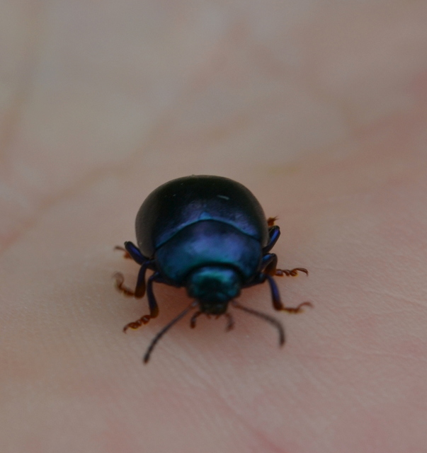 Chrysolina sturmi - vöröslábú levelész