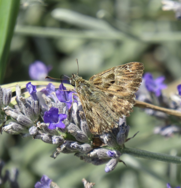 Carcharodus alceae - mályva-busalepke