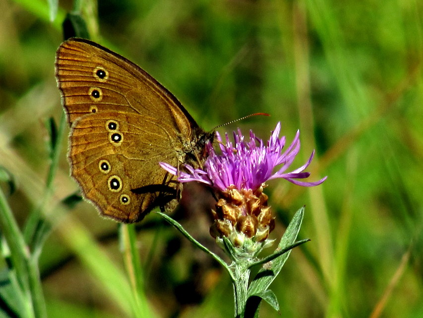 Aphantopus hyperanthus - közönséges ökörszemlepke