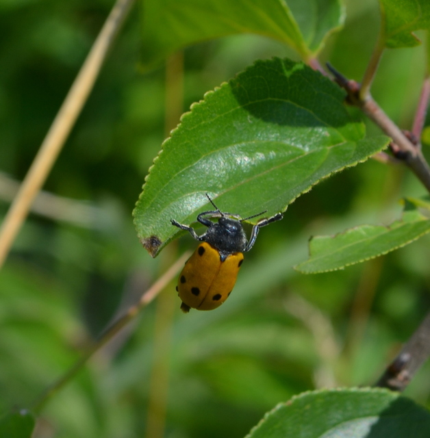 Lachnaia sexpunctata - szőrösnyakú zsákhordóbogár