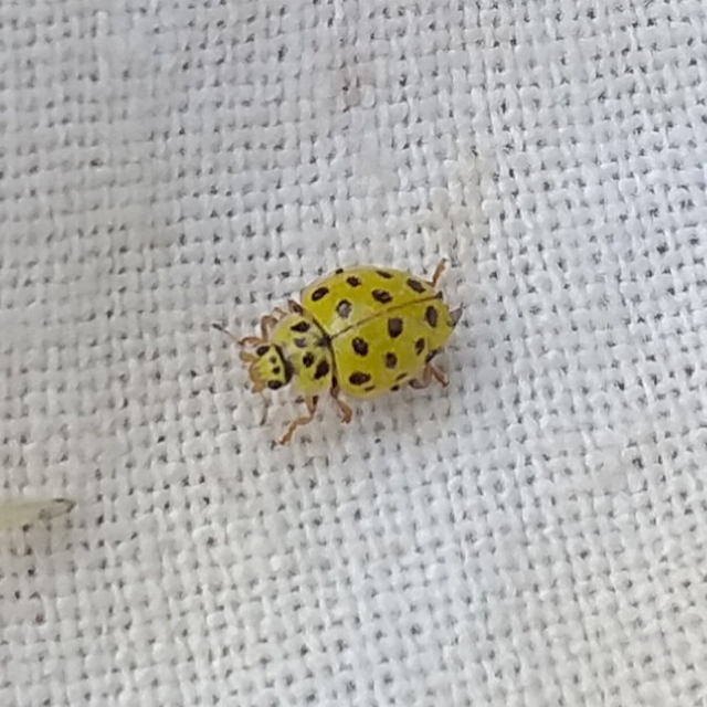 Psyllobora vigintiduopunctata - huszonkétpettyes katica