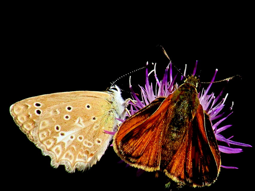 Polyommatus daphnis - csipkés boglárka