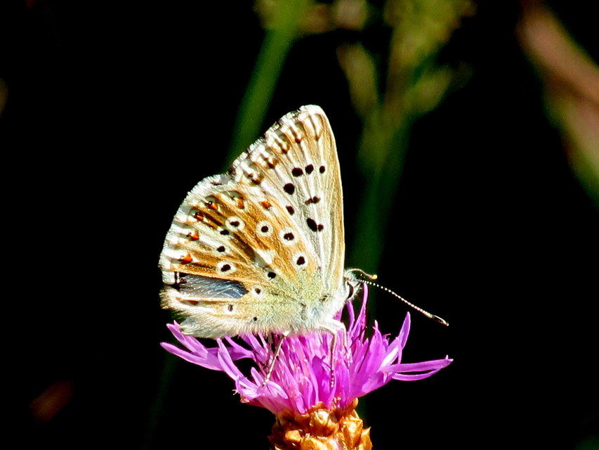 Polyommatus coridon - ezüstkék boglárka