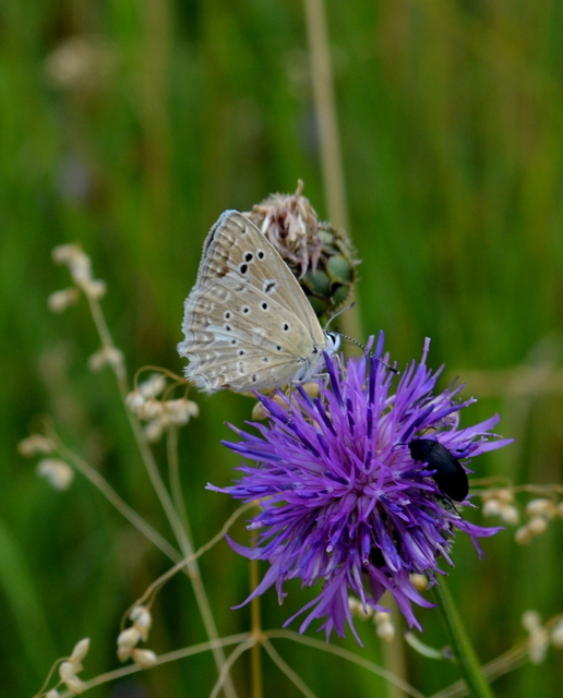 Polyommatus daphnis - csipkés boglárka