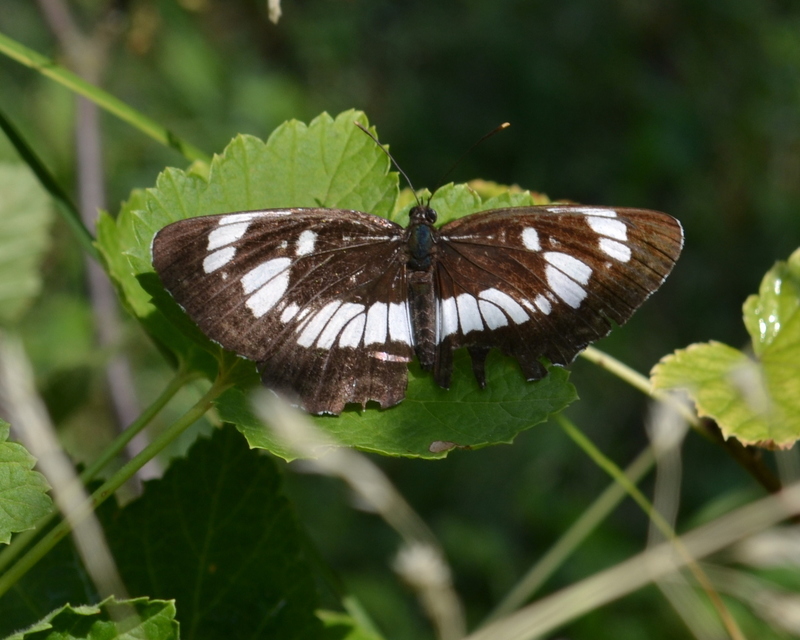 Neptis rivularis - nagy fehérsávoslepke