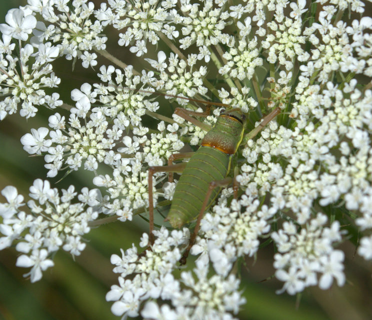 Ephippiger ephippiger - nyergesszöcske