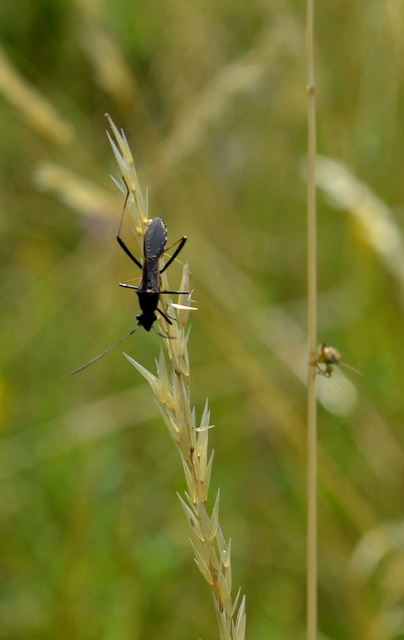 Alydus calcaratus - szőrös tövispoloska