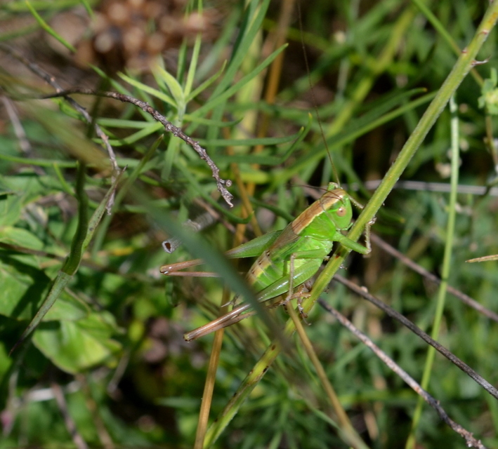 Bicolorana bicolor - halványzöld rétiszöcske