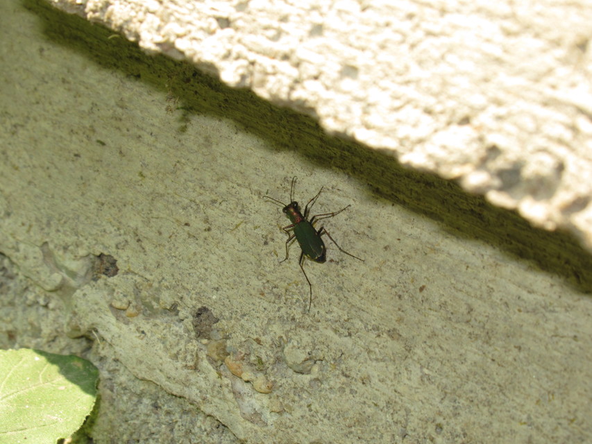 Cylindera germanica - parlagi homokfutrinka