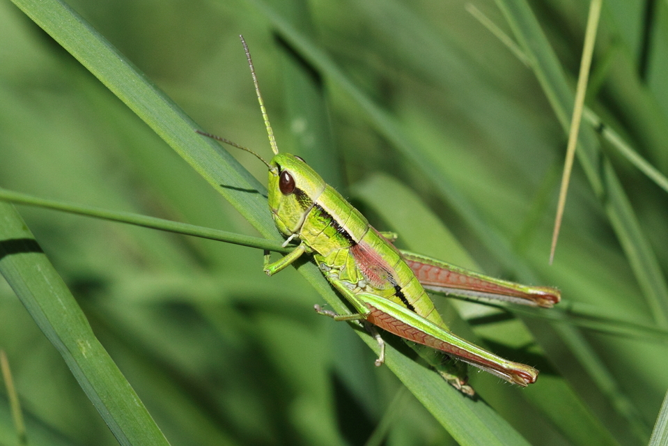 Euthystira brachyptera - smaragdzöld sáska