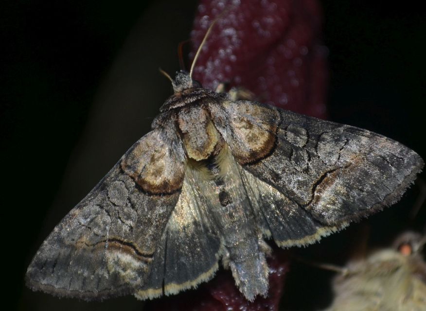 Abrostola asclepiadis - barnaövű csalánbagoly