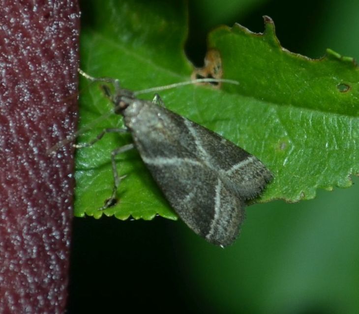 Nyctegretis triangulella - háromszöges karcsúmoly