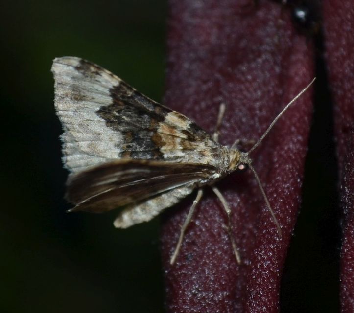 Epirrhoe galiata - sávos galajaraszoló