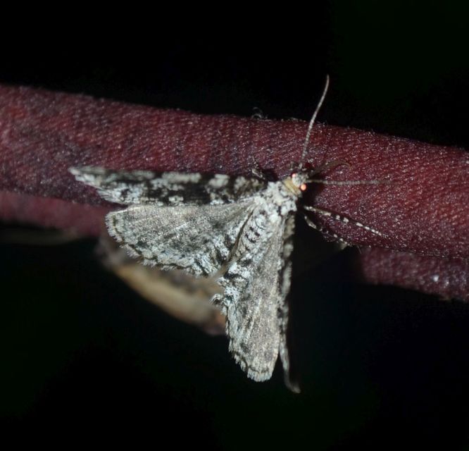 Fagivorina arenaria - bükkfaaraszoló