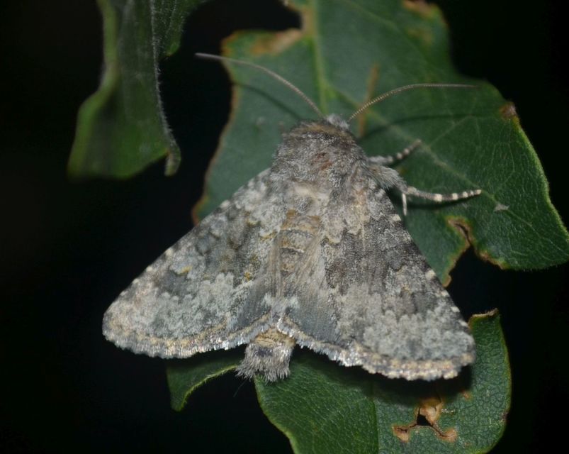 Hecatera dysodea - parajbagoly