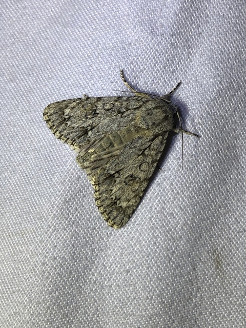 Acronicta aceris - vadgesztenye-szigonyosbagoly