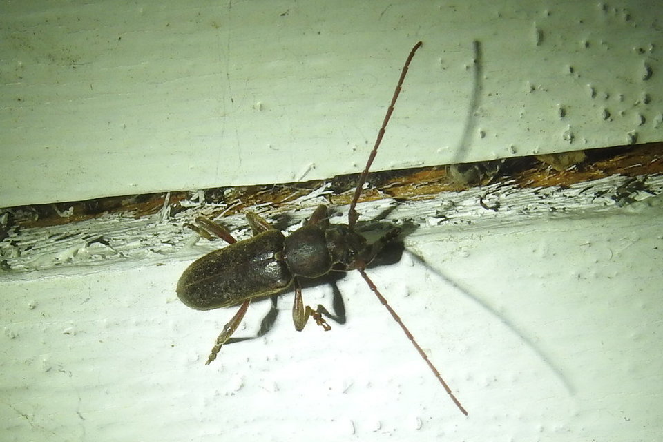 Trichoferus campestris - szállóvendég éjicincér