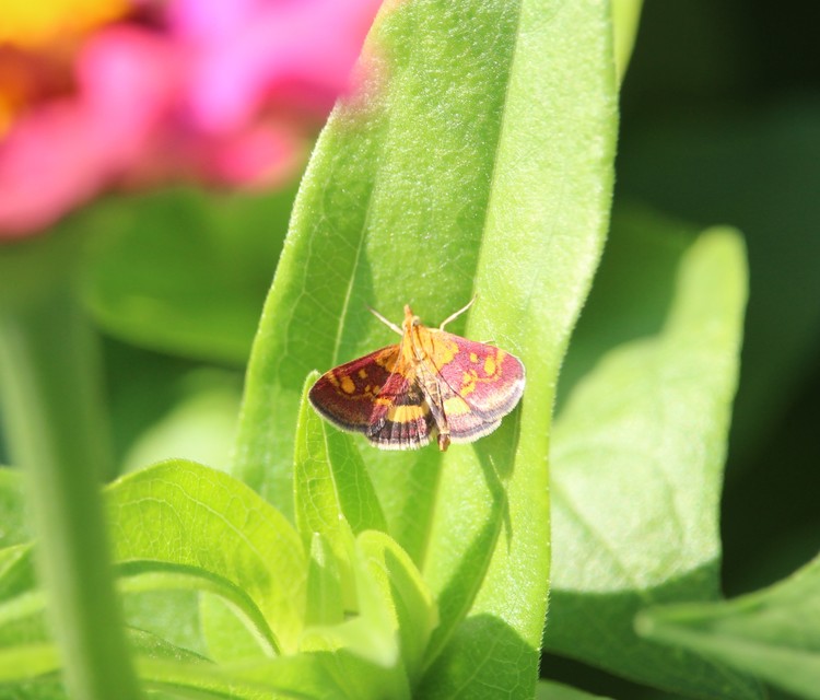 Pyrausta aurata - aranyló bíbormoly