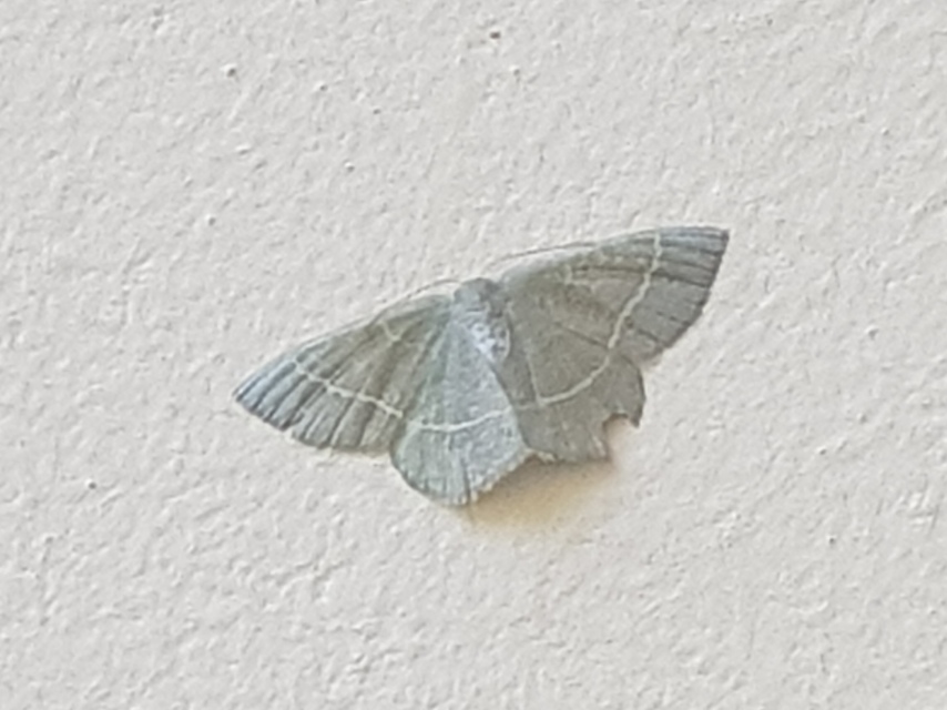 Chlorissa viridata/cloraria