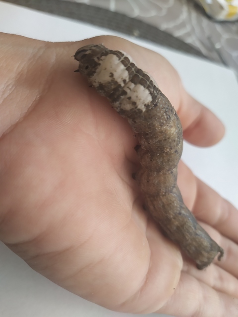 Acherontia atropos - halálfejes lepke
