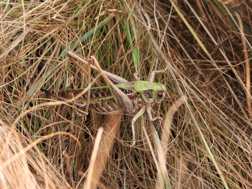 Decticus verrucivorus - szemölcsevő szöcske