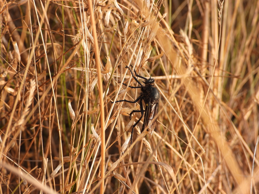 Dasypogon
