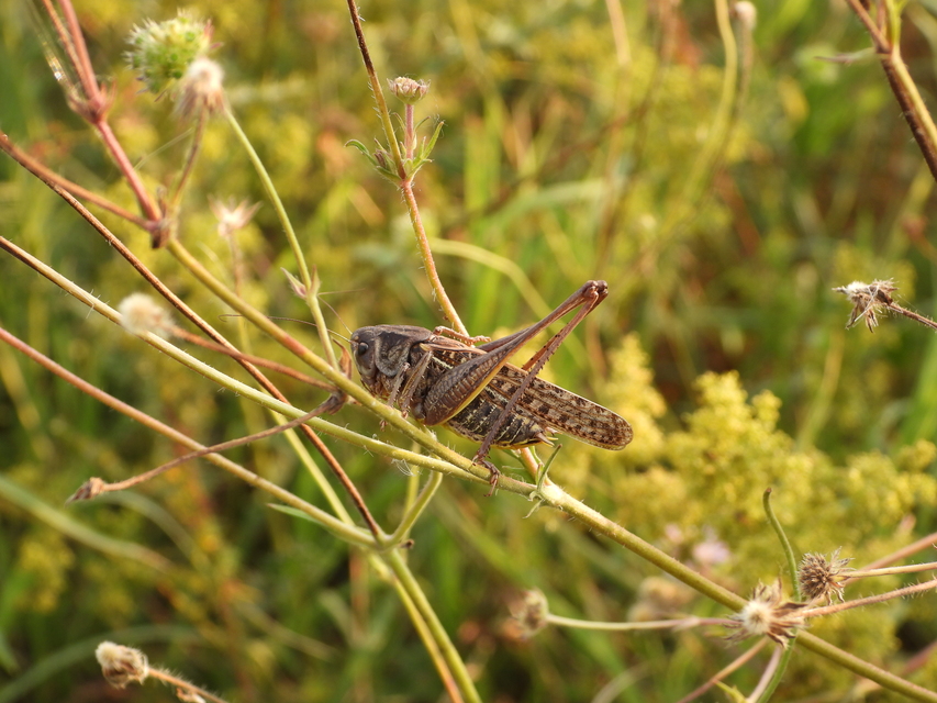 Decticus verrucivorus - szemölcsevő szöcske