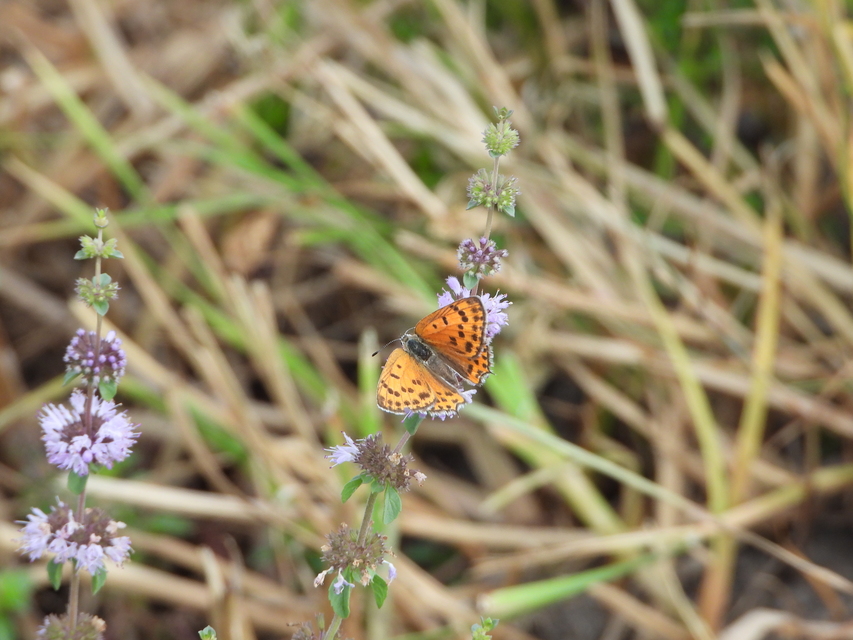 Lycaena thersamon - kis tűzlepke