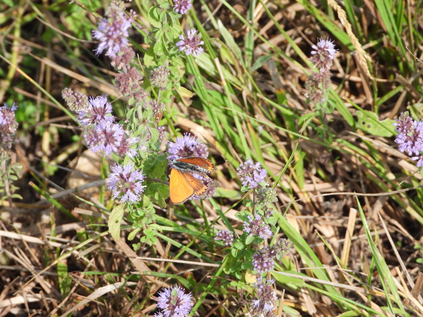 Lycaena thersamon - kis tűzlepke