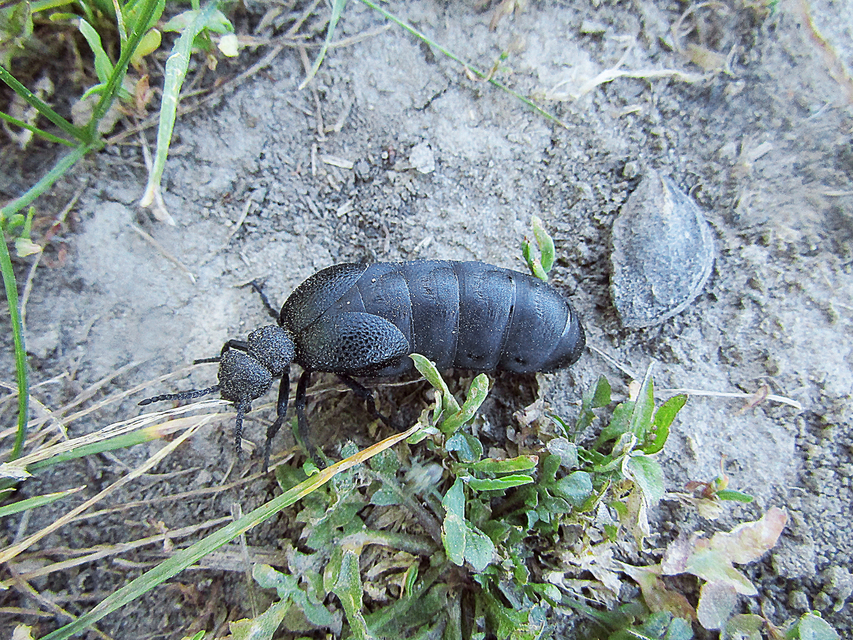 Meloe cicatricosus - óriásnünüke