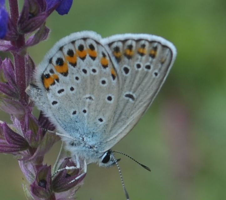 Plebejus idas - északi boglárka