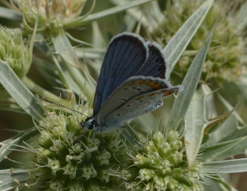 Plebejus idas - északi boglárka