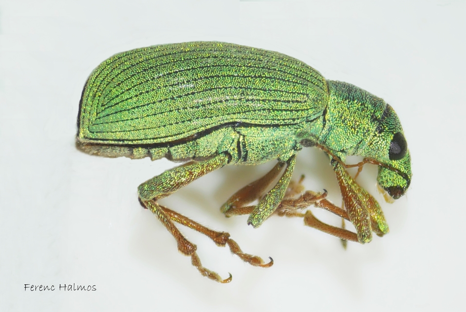 Polydrusus formosus - selymes lombormányos