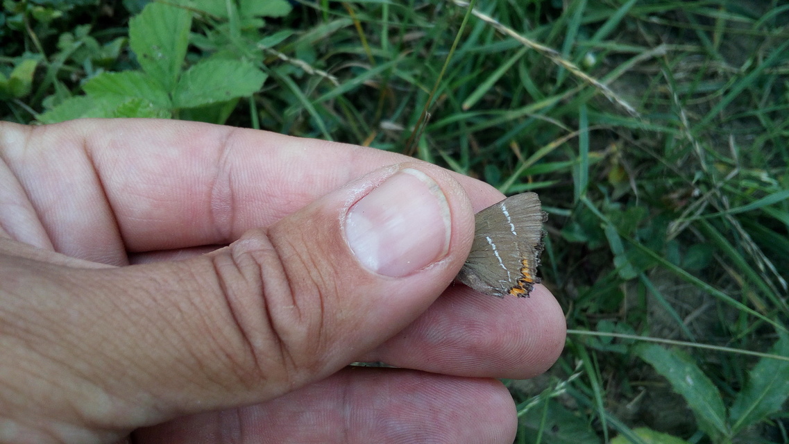 Satyrium w-album - szilfa-csücsköslepke