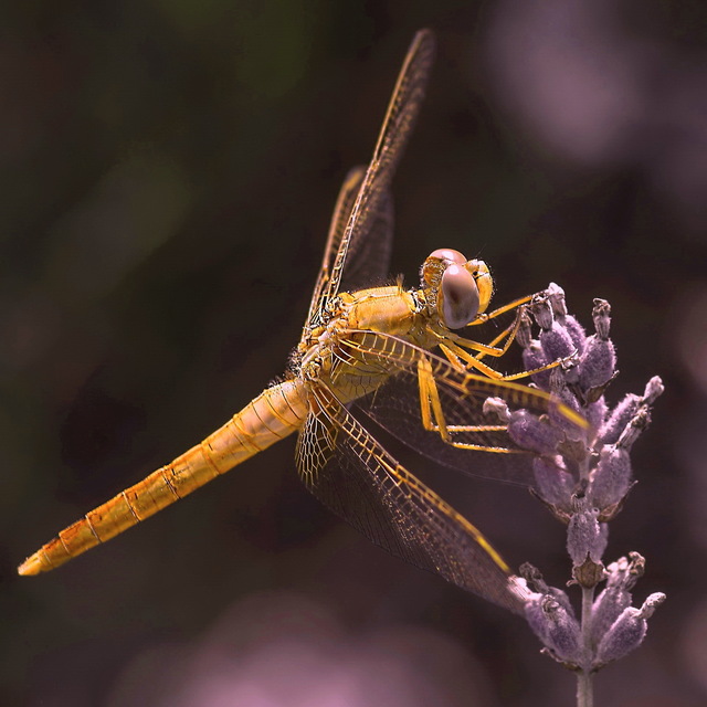 Crocothemis erythraea - skarlát szitakötő