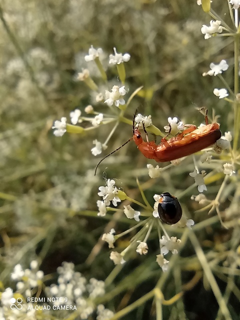 Parexochomus nigromaculatus - egyszínű szerecsenkata