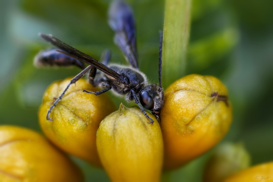 Isodontia mexicana - mexikói fűdarázs