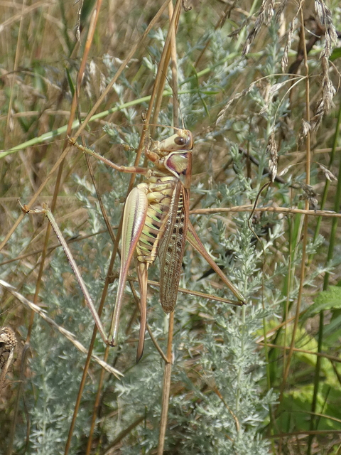 Gampsocleis glabra - tőrös szöcske