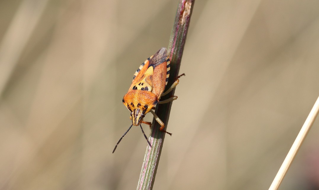 Carpocoris