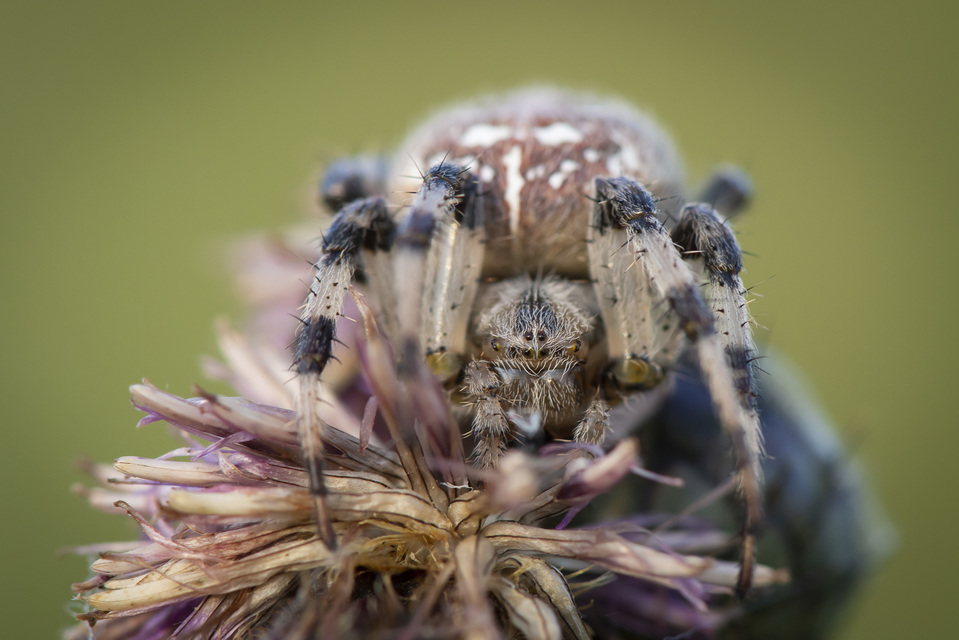 Araneus quadratus - négyes keresztespók