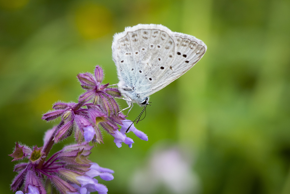 Polyommatus daphnis - csipkés boglárka