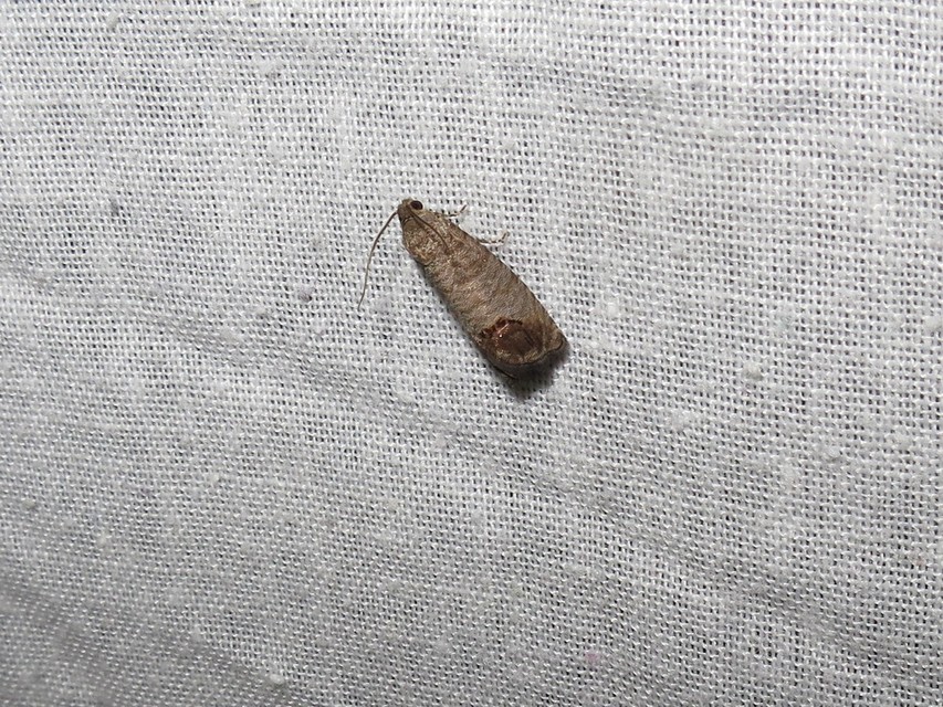 Cydia pomonella - almamoly